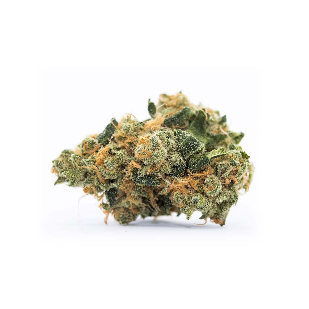 Amsterdam Amnesia