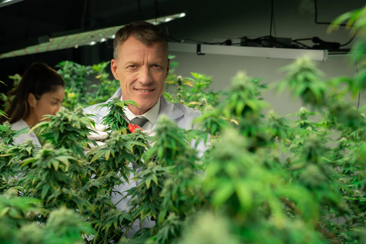 Cannabis Workshop Guide - Anbau & Schulungen
