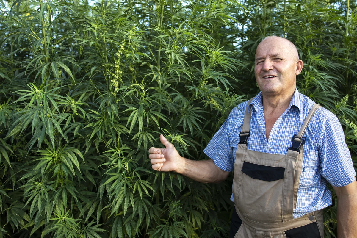 Anbauverein vs. privater Cannabisanbau: Was lohnt sich wirklich?